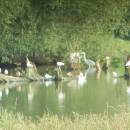 Racek chechtavý (<i>Chroicocephalus ridibundus</i>), Velký Klátův rybník, 21.8.2013, foto Vojtěch Kodet