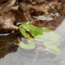 Rosnička zelená (<i>Hyla arborea</i>), Pístovské mokřady, 5.4.2014, foto Vojtěch Kodet