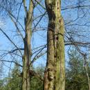 PR Jedlový les a údolí Rokytné, 20.4.2015, foto Vojtěch Kodet