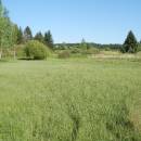 U Farského lesa, 20.5.2014, foto Vojtěch Kodet