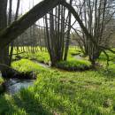 Rašeliniště Pod Trojanem, 4.5.2006, foto Vojtěch Kodet