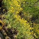 Tařice skalní pravá (<i>Aurinia saxatilis</i>), PR Údolí Oslavy a Chvojnice [TR], 23.4.2011, foto Jan Roleček