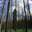 Malá olšina, 20.4.2016, foto Vojtěch Kodet