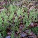 Plavuň pučivá (<i>Lycopodium annotinum</i>), RBC Špitálský les, 12.1.2014, foto Vojtěch Kodet
