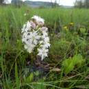 Vachta trojlistá (<i>Menyanthes trifoliata</i>), rašeliniště Bažantka, 8.5.2013, foto Vojtěch Kodet