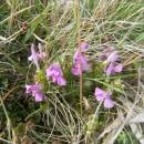 Všivec lesní (<i>Pedicularis sylvatica</i>), U Šeredů, 24.5.2012, foto Vojtěch Kodet