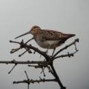 Bekasina otavní (<i>Gallinago gallinago</i>), PR Na Oklice, 18.4.2014, foto Vojtěch Kodet