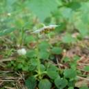 Jednokvítek velekvětý (<i>Moneses uniflora</i>), PP Jezdovické rašeliniště, 1.7.2013, foto Vojtěch Kodet