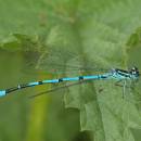 Šidélko páskované (<i>Coenagrion puella</i>), ryb. Parný Mlýn, Krahulov, foto Václav Křivan