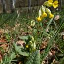 Prvosenka jarní (<i>Primula veris</i>), PP Bukovské rybníčky, 19.4.2015, foto Vojtěch Kodet