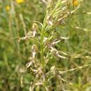 Jazýček jadranský (<i>Himantoglossum adriaticum</i>), Šemíkovice, údolí Rokytné, Knížecí seč [TR], 18.6.2016, foto Libor Ekrt
