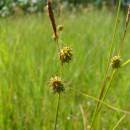 Ostřice šupinoplodá (<i>Carex lepidocarpa</i>), PR Řeka [HB], 28.6.2016, foto Josef Komárek