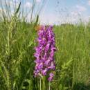 Prstnatec májový (<i>Dactylorhiza majalis</i>), Frejlach, 8.6.2007, foto Vojtěch Kodet