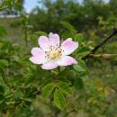 Růže malokvětá (<i>Rosa micrantha</i>), NPR Mohelenská hadcová step [TR], 21.6.2012, foto Josef Komárek