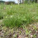 Ostřice stinná (<i>Carex umbrosa</i>), PP Bukovské rybníčky, trs [JI], 29.5.2016, foto Libor Ekrt