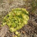 Netřesk výběžkatý (<i>Jovibarba globifera</i>), PP Ptáčovské rybníky, 17.7.2011, foto Vojtěch Kodet