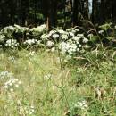 Smldník jelení (<i>Peucedanum cervaria</i>), Šemíkovice, Knížecí seč [TR], 14.8.2016, foto Libor Ekrt