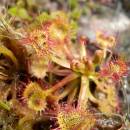 Rosnatka okrouhlolistá (<i>Drosera rotundifolia</i>), PP Ještěnice, 19.5.2014, foto Vojtěch Kodet