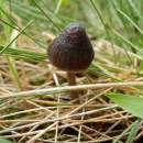 U Farského lesa, 3.9.2013, foto Vojtěch Kodet