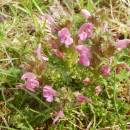 Všivec lesní (<i>Pedicularis sylvatica</i>), rašeliniště Pod Trojanem, 15.5.2015, foto Vojtěch Kodet