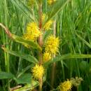Vrbina kytkokvětá (<i>Lysimachia thyrsiflora</i>), PR Rašeliniště Kaliště, 10.6.2015, foto Vojtěch Kodet
