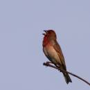 hýl rudý (Carpodacus erythrinus)