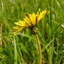 Pampeliška drůbeží (<i>Taraxacum fartoris</i>), PR Řeka [HB], 14.5.2013, foto Josef Komárek