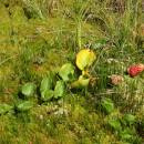 Ďáblík bahenní (<i>Calla palustris</i>), Pilný rybník, 14.8.2016, foto Vojtěch Kodet