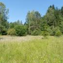 Rašeliniště Pod Trojanem, 16.7.2013, foto Vojtěch Kodet