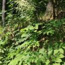 Udatna lesní (<i>Aruncus dioicus</i>), Rantířov, PR Zaječí skok [JI], 13.6.2015, foto Libor Ekrt