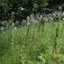 Večernice lesní pravá (<i>Hesperis sylvestris</i>), Plešice, Staré Duby [TR], 1.6.2015, foto Libor Ekrt
