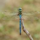 Šídlo královské (<i>Anax imperator</i>), PP Ptáčovské rybníky, Ptáčov, foto Václav Křivan