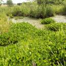 Ďáblík bahenní (<i>Calla palustris</i>), PP Černíč, porost [JI], 17.6.2014, foto Libor Ekrt