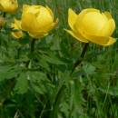 Upolín nejvyšší (<i>Trollius altissimus</i>), PR Havranka [HB], 17.5.2013, foto Luděk Čech