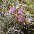 Všivec lesní (<i>Pedicularis sylvatica</i>), PP Meandry Svratky u Milov, 12.5.2016, foto Vojtěch Kodet