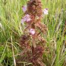 Všivec bahenní (<i>Pedicularis palustris</i>), PR Na Oklice, 19.5.2014, foto Vojtěch Kodet