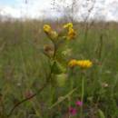 Kokrhel menší (<i>Rhinanthus minor</i>), Vílanecká střelnice, 2.7.2011, foto Vojtěch Kodet
