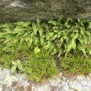 Sleziník červený pravý (<i>Asplenium trichomanes subsp. trichomanes</i>), PR Údolí Brtnice [JI], 8.6.2013, foto Libor Ekrt