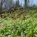 PR Jedlový les a údolí Rokytné, 20.4.2015, foto Vojtěch Kodet