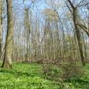 PR Jedlový les a údolí Rokytné, 20.4.2015, foto Vojtěch Kodet