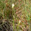 Hrotnosemenka bílá (<i>Rhynchospora alba</i>), PR Chvojnov [JI], 19.7.2012, foto Luděk Čech