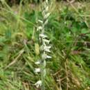 Švihlík krutiklas (<i>Spiranthes spiralis</i>), NPP Švařec [ZR], 25.8.2014, foto Luděk Čech
