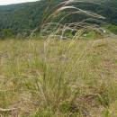 Kavyl chlupatý (<i>Stipa dasyphylla</i>), NPR Mohelenská hadcová step [TR], 8.6.2010, foto Josef Komárek