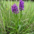 Prstnatec májový (<i>Dactylorhiza majalis</i>), PR Chvojnov, 29.5.2016, foto Vojtěch Kodet