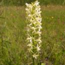 Vemeník dvoulistý (<i>Platanthera bifolia</i>), Vílanecká střelnice, 27.6.2011, foto Vojtěch Kodet