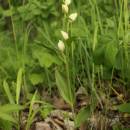 Okrotice bílá (<i>Cephalanthera damasonium</i>), PP Křižník [ZR], 1.6.2013, foto Libor Ekrt