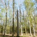PR Jedlový les a údolí Rokytné, 21.4.2015, foto Vojtěch Kodet