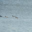 Potápka černokrká (<i>Podiceps nigricollis</i>), Veselský rybník, 9.4.2015, foto Vojtěch Kodet