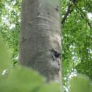 Mládě datla černého, PR Roštejnská obora, 27.5.2015, foto Vojtěch Kodet
