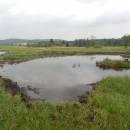 Mokřady Nad Chvojnovem [JI]